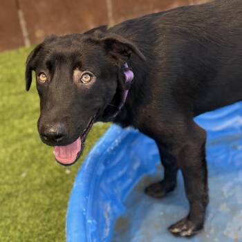Silverado -  Labrador Retriever Dog for Adoption in San Diego, California - Silverado | PetCurious