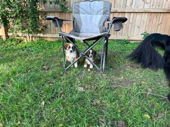 Miles -  Australian Shepherd Dog for Adoption in Columbus, Ohio - Miles | PetCurious