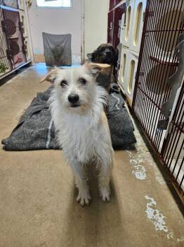 Toto -  Terrier Dog for Adoption in El Centro, California - Toto | PetCurious