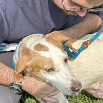 Lisa -  Hound Dog for Adoption in Charles City, Virginia - Lisa | PetCurious