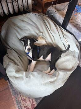 Hound and Terrier Dogs Available for Adoption in Hinton, West Virginia - Apollo (16wo,19lbs) | PetCurious