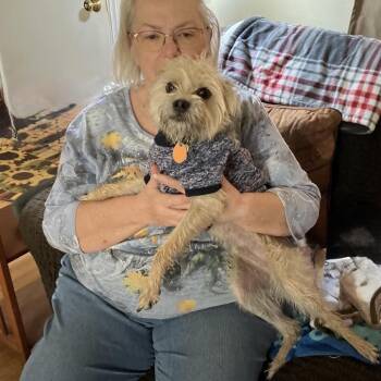 ALISTAIR -  Terrier Dog for Adoption in Waterford, New Jersey - ALISTAIR | PetCurious