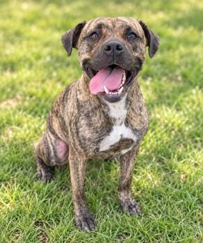 Jazzy -  Pit Bull Terrier and Mastiff Dog for Adoption in Hardeeville, South Carolina - Jazzy | PetCurious