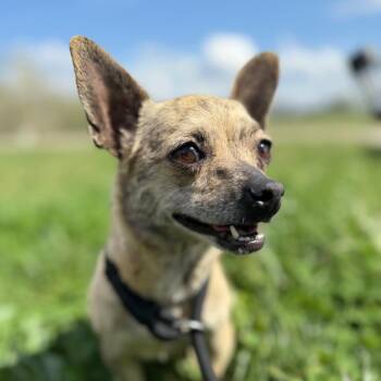Willa Dean -  Mixed Breed Dog for Adoption in Southside, Tennessee - Willa Dean | PetCurious