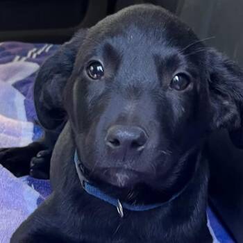 Lainey Wilson -  Mixed Breed Dog Available for Adoption in Nantucket, Massachusetts - Lainey Wilson | PetCurious
