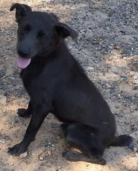 Heidi -  Australian Cattle Dog Blue Heeler Dog for Adoption in Mena, Arkansas - Heidi | PetCurious