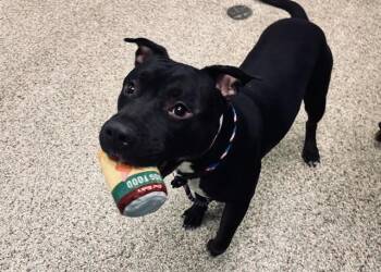 Pit Bull Terrier and Mixed Breed Dogs Available for Adoption in Pueblo, Colorado - ROVER | PetCurious