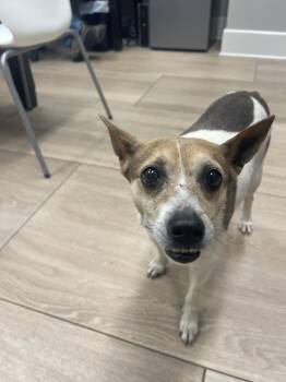 Jack Russell Terrier Dogs Available for Adoption in Dickson, Tennessee - Pancake | PetCurious