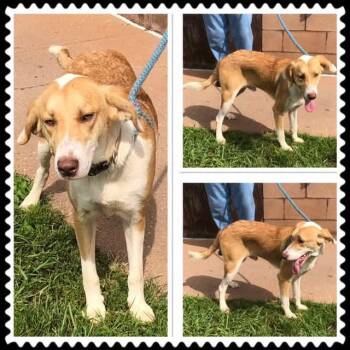 GANDER -  Labrador Retriever and Hound Dog for Adoption in Buckhannon, West Virginia - GANDER | PetCurious