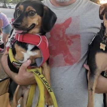 Jasper -  Beagle and Mixed Breed Dog for Adoption in Austin, Texas - Jasper | PetCurious