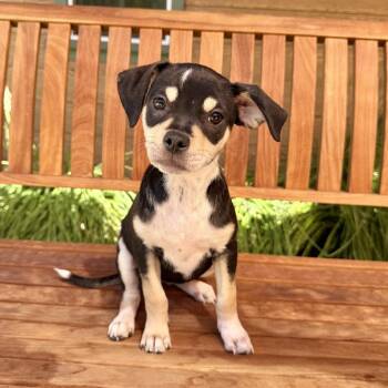 Etta -  Chihuahua Dog for Adoption in Agoura Hills, California - Etta | PetCurious