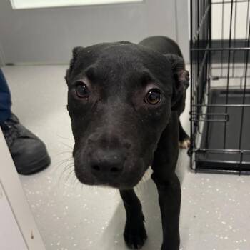 Beatrice *Avail at Biddeford PetSmart* -  Mixed Breed Dog for Adoption in Kennebunk, Maine - Beatrice *Avail At Biddeford PetSmart* | PetCurious