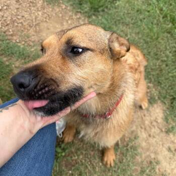 Waffle House -  Mixed Breed Dog for Adoption in Chattanooga, Tennessee - Waffle House | PetCurious