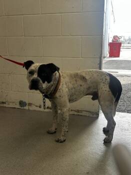 Rescue Pit Bull Terrier Dogs for Adoption in San Bernardino, California - EREN | PetCurious