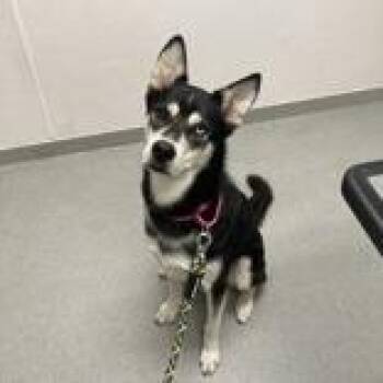 Buck -  Husky Dog for Adoption in Hilliard, Ohio - Buck | PetCurious