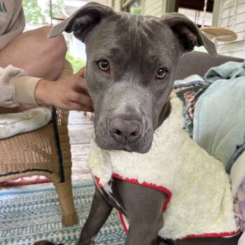 Sola -  Pit Bull Terrier and Mixed Breed Dog for Adoption in Fort Collins, Colorado - Sola | PetCurious