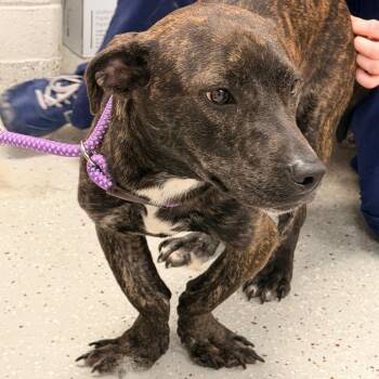 Kermit -  Boxer and Basset Hound Dog for Adoption in Indianapolis, Indiana - Kermit | PetCurious