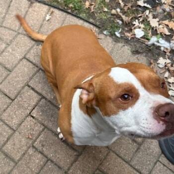Rescue Pit Bull Terrier Dogs for Adoption in South Elgin, Illinois - Chapo - Home To Home | PetCurious