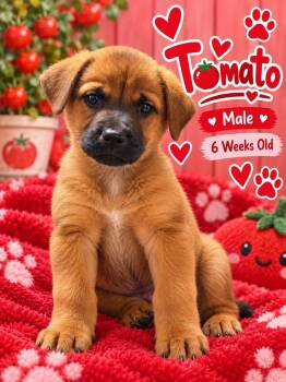 Tomato -  Black Mouth Cur and Shepherd Dog for Adoption in Fort Worth, Texas - Tomato | PetCurious