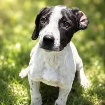 Domino -  Pointer Dog for Adoption in Williston, Vermont - Domino | PetCurious