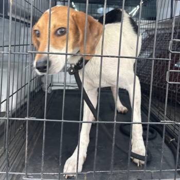 Cymbal -  Hound Dog for Adoption in Charlottesville, Virginia - Cymbal | PetCurious