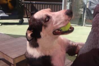 Rescue Husky Dogs for Adoption in Dallas, Texas - Buddy H GDP | PetCurious