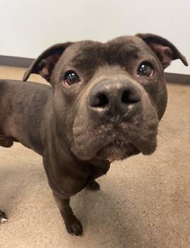 Wuckos -  Mixed Breed Dog for Adoption in Mishawaka, Indiana - Wuckos | PetCurious