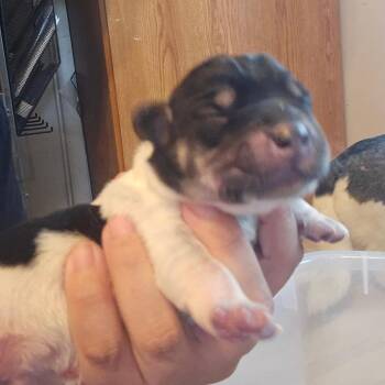 Breakfast Burrito -  Dachshund and Husky Dog for Adoption in Hanna City, Illinois - Breakfast Burrito | PetCurious