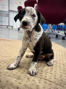 Cattle Dog and Beagle Dogs Available for Adoption in Kalamazoo, Michigan - Frank | PetCurious