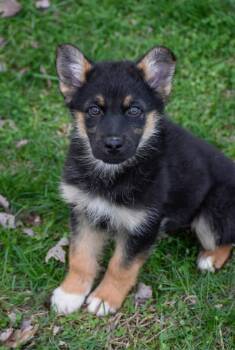 Shepherd Dogs Available for Adoption - Josephine | PetCurious