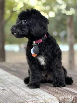 Benny Jo -  Poodle Dog for Adoption in Sunset Valley, Texas - Benny Jo | PetCurious