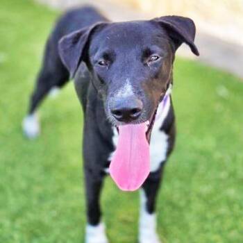 Isis -  Mixed Breed Dog for Adoption in Galveston, Texas - Isis | PetCurious