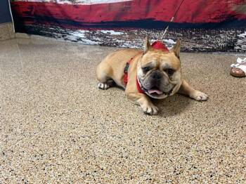 French Bulldog Dogs Available for Adoption in Doral, Florida - MILES | PetCurious