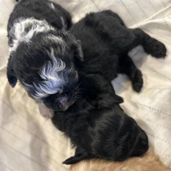 Merry Francesca -  Poodle Dog for Adoption in Nashville, Tennessee - Merry Francesca | PetCurious