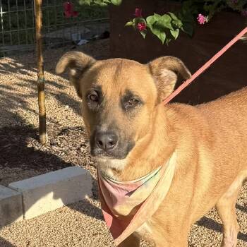 Rescue German Shepherd Dog Dogs for Adoption in Huntington, New York - Buddy | PetCurious