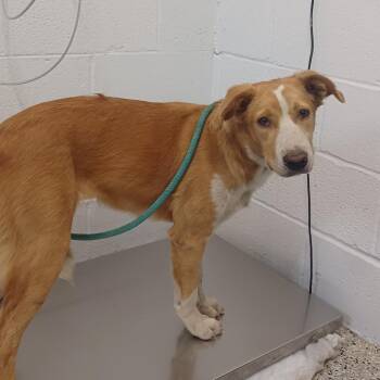 Honey Habanero -  Collie and Shepherd Dog for Adoption in Hattiesburg, Mississippi - Honey Habanero | PetCurious