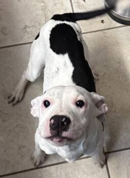 Princess Peach -  Terrier and Mixed Breed Dog for Adoption in Honolulu, Hawaii - Princess Peach | PetCurious