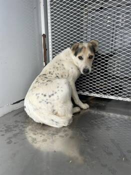 Rescue Australian Cattle Dog Blue Heeler Dogs for Adoption in Thousand Oaks, California - Lilah -- URGENT!! | PetCurious