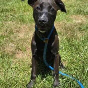 Labrador Retriever Dogs Available for Adoption in Salisbury, Maryland - Grace | PetCurious