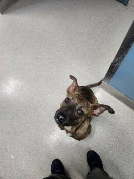 MEEKO -  Pit Bull Terrier and Mixed Breed Dog for Adoption in Newton, North Carolina - MEEKO | PetCurious