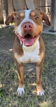 Rescue Pit Bull Terrier Dogs for Adoption in Great Bend, Kansas - Boo | PetCurious