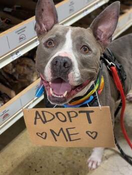 Juniper -  American Staffordshire Terrier Dog for Adoption in Yukon, Oklahoma - Juniper | PetCurious
