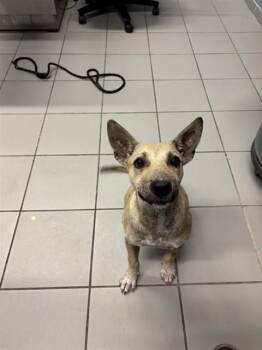 POLLEN -  Bull Terrier and German Shepherd Dog Dog for Adoption in Corpus Christi, Texas - POLLEN | PetCurious