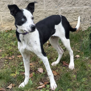 Rescue Border Collie and Mixed Breed Dogs for Adoption in Voorhees Township, New Jersey - Skye | PetCurious
