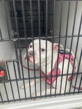 Rescue Boxer and Mixed Breed Dogs for Adoption in Atlanta, Georgia - DIOR | PetCurious