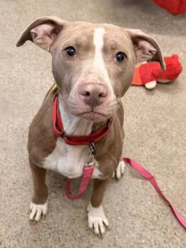 Pit Bull Terrier Dogs Available for Adoption - Peaches | PetCurious