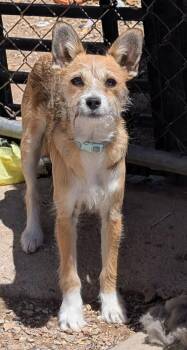 Terrier Dogs Available for Adoption in Saint David, Arizona - Radar  | PetCurious