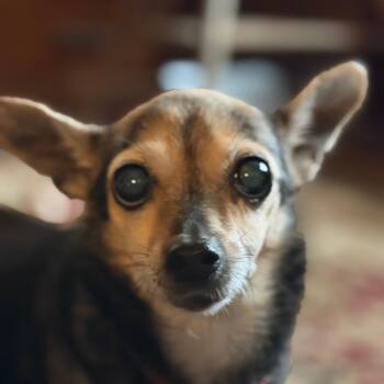 Lilly -  Chihuahua and Dachshund Dog for Adoption in Greenfield, Indiana - Lilly | PetCurious