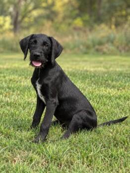 Connor -  Labradoodle and Labrador Retriever Dog for Adoption in Boerne, Texas - Connor | PetCurious