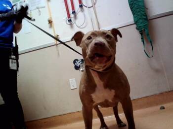 CITA -  Pit Bull Terrier and Mixed Breed Dog for Adoption in Martinez, California - CITA | PetCurious